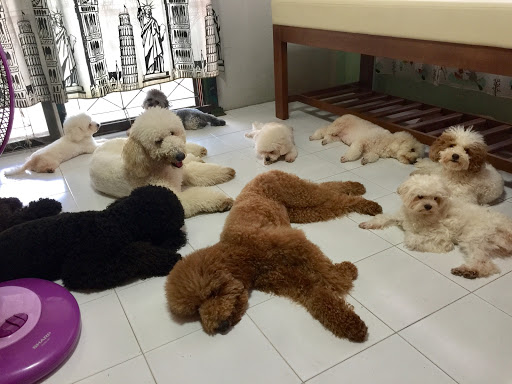 Tommie Dog Homestay