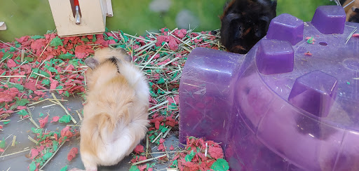 Pet Supply Store «PetSmart», reviews and photos, 525 Connecticut Ave, Norwalk, CT 06854, USA