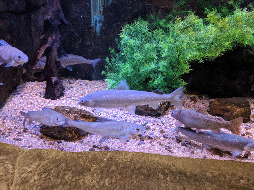 Aquarium «Loveland Living Planet Aquarium», reviews and photos, 12033 Lone Peak Pkwy, Draper, UT 84020, USA
