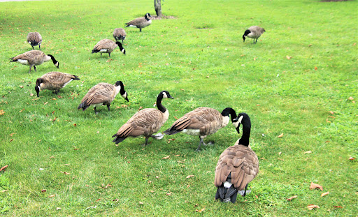 Park «John J Burns Park», reviews and photos, 4990 Merrick Rd, Massapequa Park, NY 11762, USA