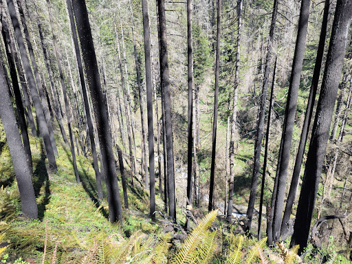 Tourist Attraction «Wahkeena Falls», reviews and photos, Wahkeena Trail #420, Corbett, OR 97019, USA