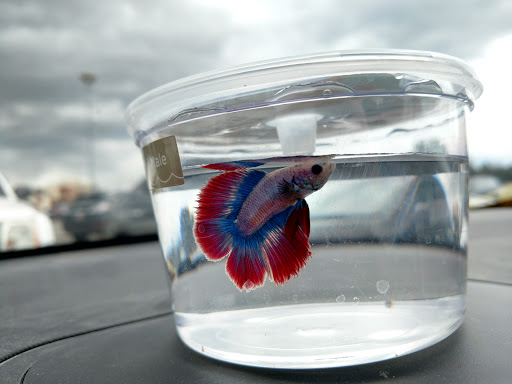 Pet Supply Store «Petco Animal Supplies», reviews and photos, 2911 W Main St, Bozeman, MT 59718, USA