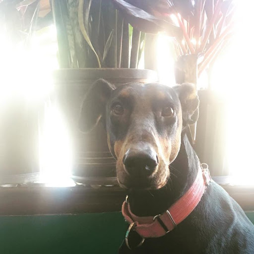 Tobacco Shop «Burn & Brew», reviews and photos, 566 23rd St S, Arlington, VA 22202, USA