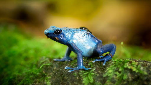 MUNDO DENDROBATES