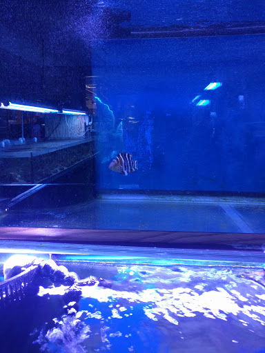 Aquarium «Jays Aquatics», reviews and photos, 10 Lawrence Rd, Salem, NH 03079, USA