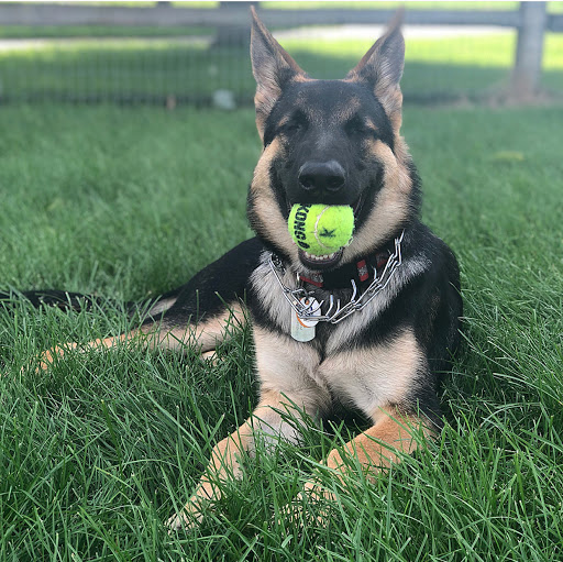 Dog Park «Daisy Dog Park», reviews and photos, 13214 Blakely Dr, Plainfield, IL 60585, USA