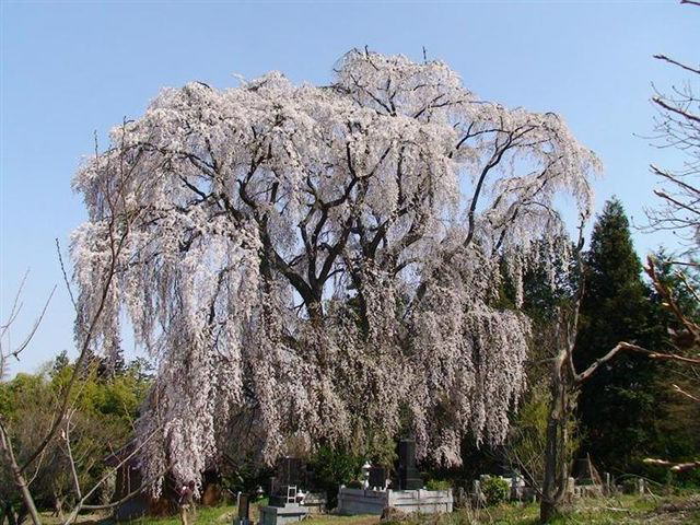 田多井観音堂の枝垂れ桜