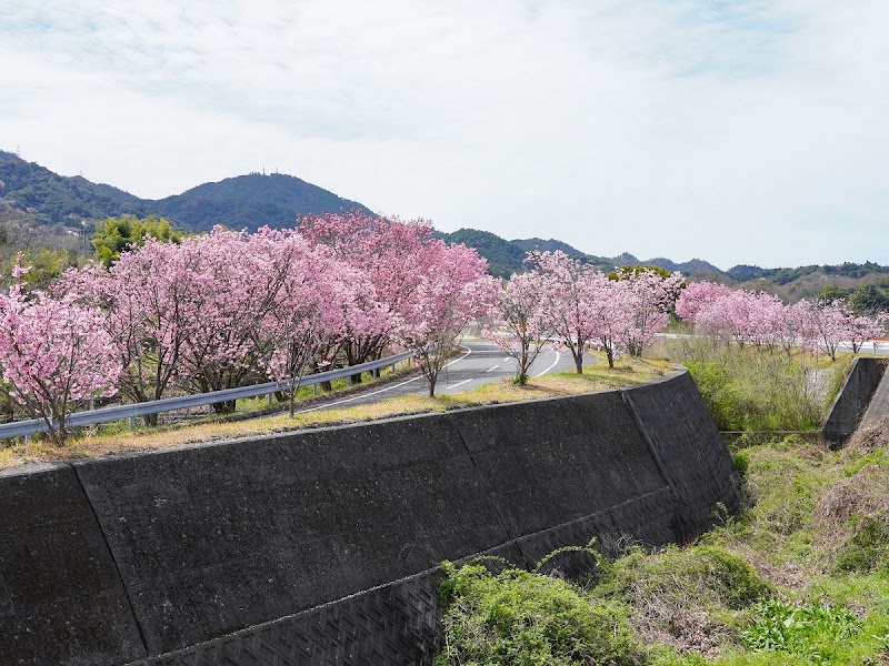 陽光桜の桜並木