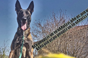 Dei Epiri εκτροφείο Malinois / εκπαιδευτής σκύλων image