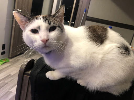 Pet Supply Store «PetSmart», reviews and photos, 3500 S Glenstone Ave, Springfield, MO 65804, USA