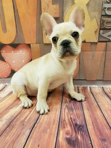 Pet Store «Happiness Is Pets», reviews and photos, 2936 Showplace Dr, Naperville, IL 60564, USA