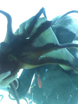 Reef Dancer - photo 63