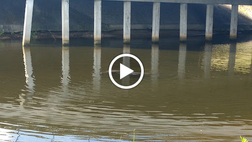 Park «Channel Park Pavillion, Upper Tampa Bay Trail», reviews and photos, 9201 W Waters Ave, Tampa, FL 33615, USA