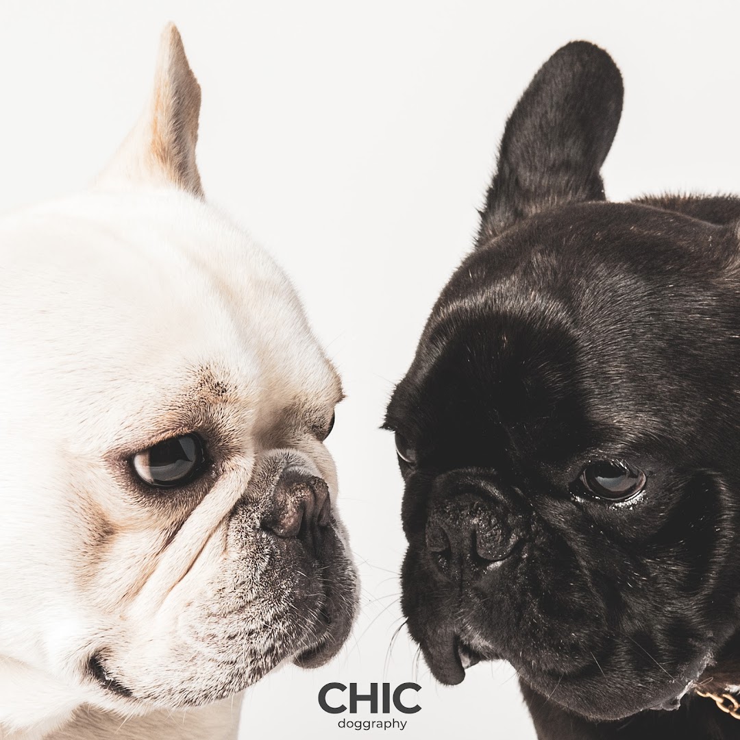 CHIC doggraphy