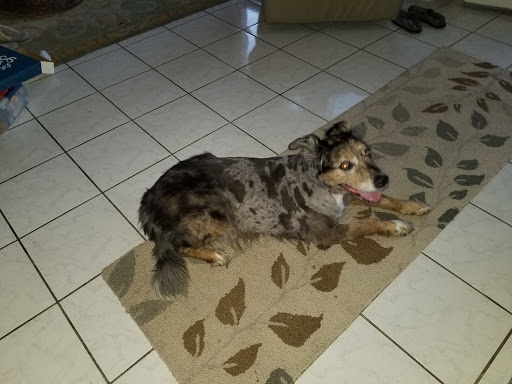 Pet Supply Store «PetSmart», reviews and photos, 10940 E Foothill Blvd, Rancho Cucamonga, CA 91730, USA