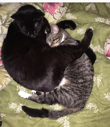 Pet Cemetery «Faithful Friends Pet Cremation», reviews and photos, 5221 8th St, Zephyrhills, FL 33542, USA