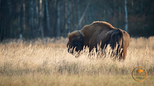 Schorfheide Wildtierpark unter Schorfheide, 