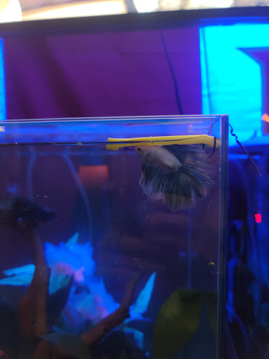 Pet Supply Store «Petco Animal Supplies», reviews and photos, 1680 Campbell Ln, Bowling Green, KY 42104, USA