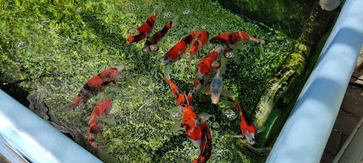 Pet Supply Store «Concord Feed Pet & Livestock Supplies», reviews and photos, 228 Hookston Rd, Pleasant Hill, CA 94523, USA