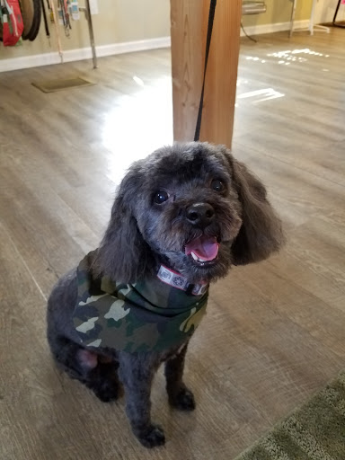 Pet Groomer «Plush Pups Dog Grooming & Pet Supplies», reviews and photos, 2335 Huntingdon Pike, Huntingdon Valley, PA 19006, USA