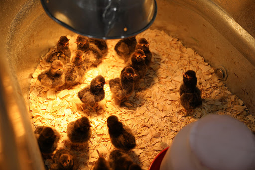 Department Store «Rural King», reviews and photos, 127 S Memorial Dr, New Castle, IN 47362, USA