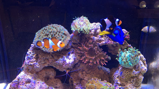 Aquarium Shop «Total Fish & Pets», reviews and photos, 137 Valley Blvd, Alhambra, CA 91801, USA