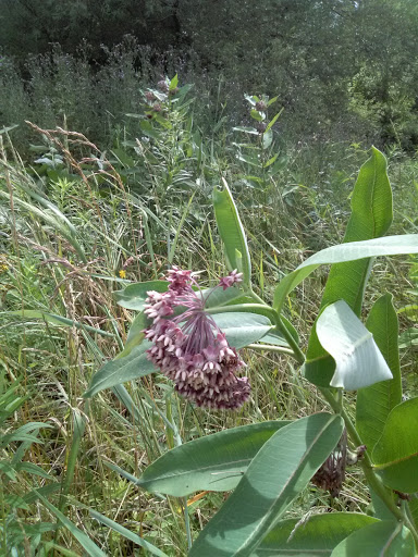Nature Preserve «Times Beach Nature Preserve», reviews and photos, Coast Guard Station S Rd, Buffalo, NY 14203, USA