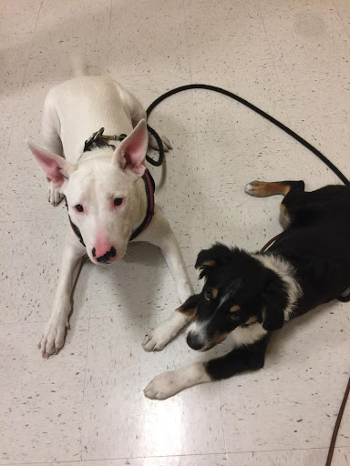 Pet Supply Store «PetSmart», reviews and photos, 2435 NW Federal Hwy, Stuart, FL 34994, USA