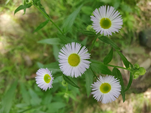 Nature Preserve «Greenbrook Nature Sanctuary», reviews and photos, Green Brook Rd, Tenafly, NJ 07670, USA