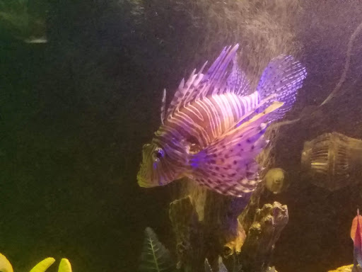 Aquarium «Team ECCO Ocean Center & Aquarium», reviews and photos, 511 N Main St, Hendersonville, NC 28792, USA