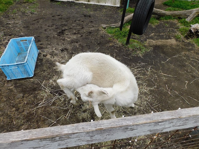 動物ふれあい広場