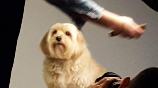 Pet Supply Store «The Urban Pet», reviews and photos, 7515 Beverly Blvd, Los Angeles, CA 90036, USA