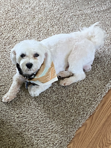 Muddy Tail's Grooming Residential