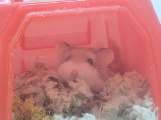 Pet Supply Store «Petco Animal Supplies», reviews and photos, 1150 Concord Ave #160, Concord, CA 94520, USA