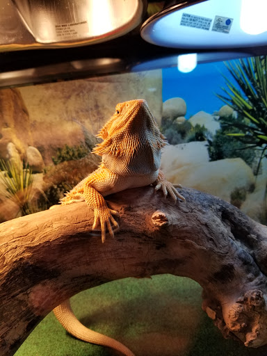 Pet Store «The Pet Stop Pet Shop», reviews and photos, 5152 Route 9w, Newburgh, Newburgh, NY 12550, USA