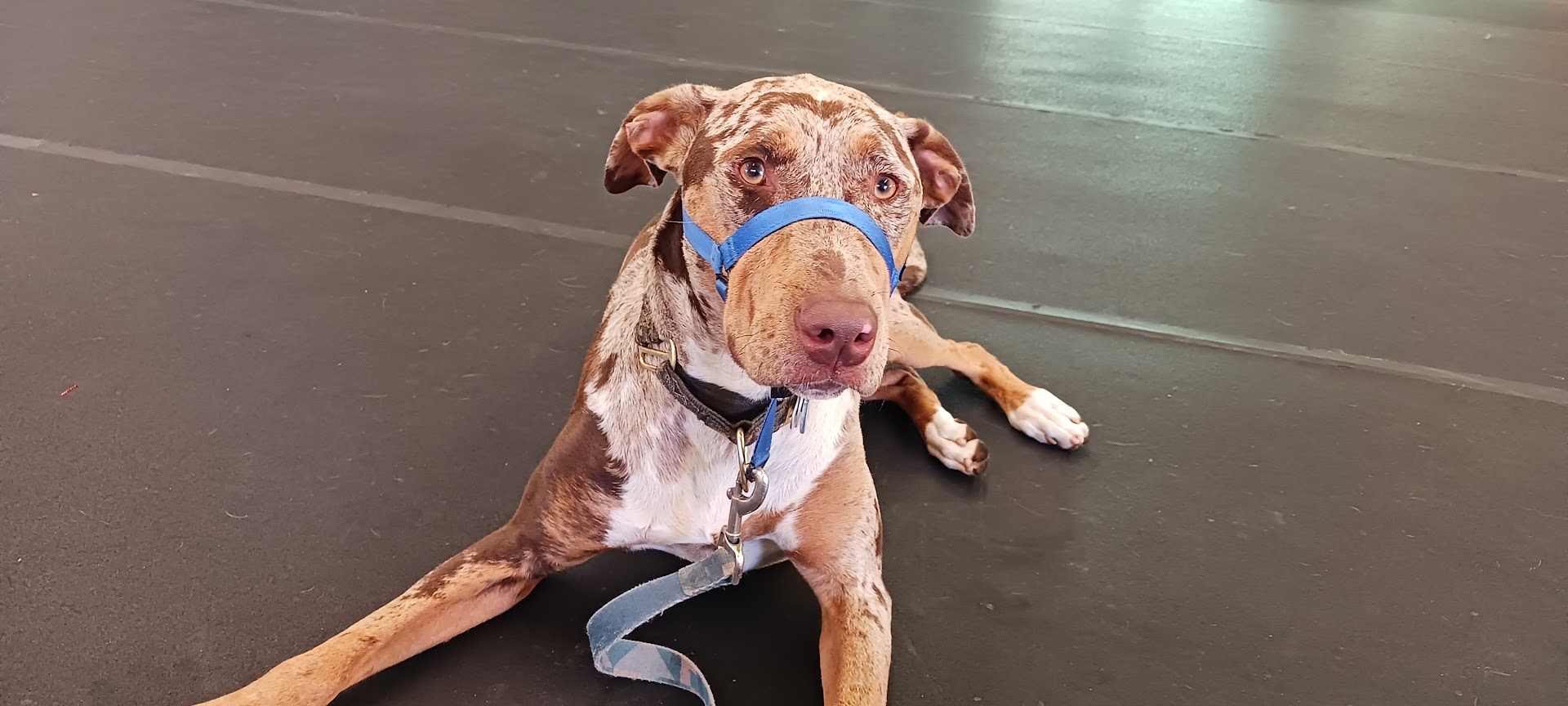 San Lorenzo Dog Training Club