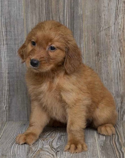 Pet Store «Pet Express», reviews and photos, 100 Independence Way, Danvers, MA 01923, USA