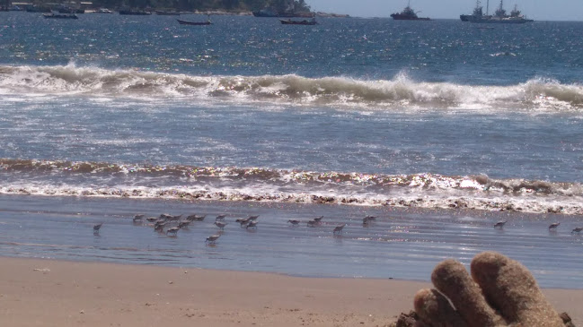 Opinii despre Empresa De Transportes Dima Y Cia Limitada în Los Vilos - Servicio de transporte