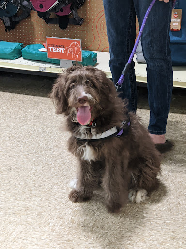 Pet Supply Store «PetSmart», reviews and photos, 5873 Spout Springs Rd, Flowery Branch, GA 30542, USA