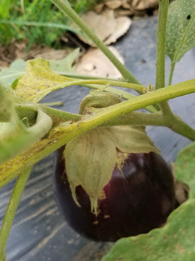 Park «Watkins Park», reviews and photos, 2360 Doctor M.L.K. Jr St, Indianapolis, IN 46208, USA