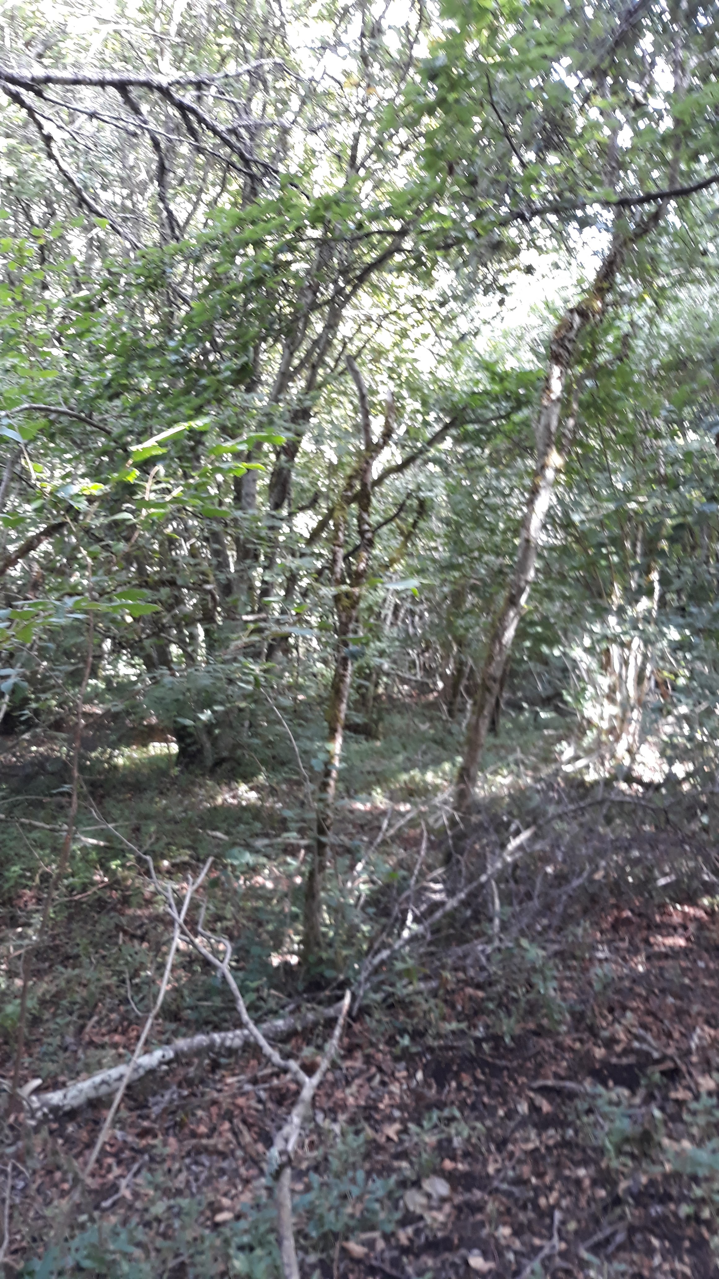 Photo n° 18 de l'avis de Mathis.l fait le 17/08/2019 à 07:13