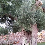 Photo n°11 de l'avis de barbara.o fait le 08/08/2017 à 20:22 sur le  Sante Le Muse à Salve