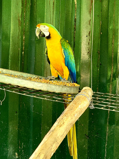 Zoo «Chestatee Wildlife Preserve & Zoo», reviews and photos, 469 Old Dahlonega Hwy, Dahlonega, GA 30533, USA