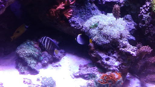 Aquarium «TCCorals Aquarium Service», reviews and photos, 2239 14th Ave, Vero Beach, FL 32960, USA