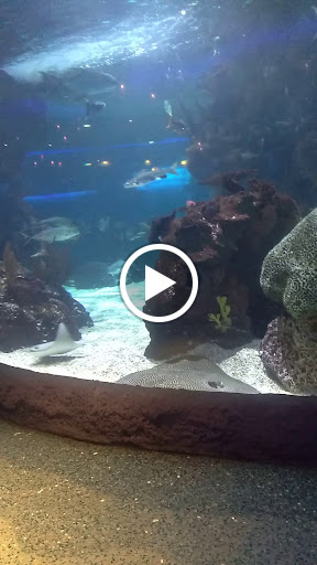 Tourist Attraction «Madame Tussauds Nashville», reviews and photos, 515 Opry Mills Dr, Nashville, TN 37214, USA