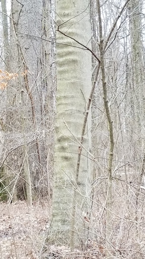 Nature Preserve «Meltzer Woods», reviews and photos, 1522 S 600 E, Shelbyville, IN 46176, USA