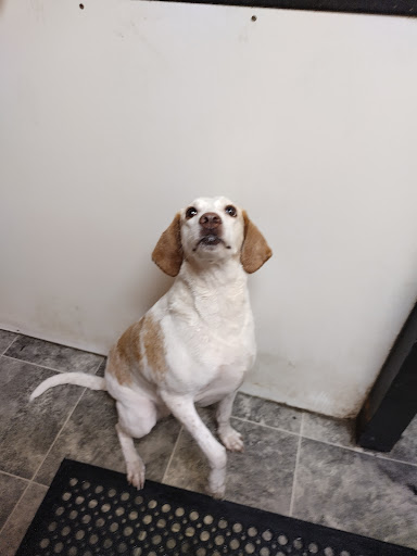 Pet Groomer «Belly scRubs Self Service Pet Wash», reviews and photos, 119 WV-34 #1, Hurricane, WV 25526, USA