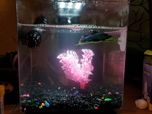 Pet Supply Store «PetSmart», reviews and photos, 198 Promenade Blvd, Flowood, MS 39232, USA