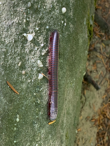 Vista Point «Ledges Overlook», reviews and photos, 405 Truxell Rd, Peninsula, OH 44264, USA