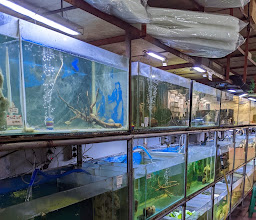 Toko Rejeki Aquarium photo
